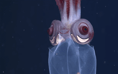 Tourist squid