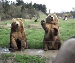 Hi bears!