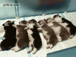 Puppies waking up chain reaction