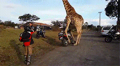 Giraffe tries to ride a motorcycle