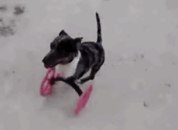 Dog gets mobility back thanks to 3D printed wheels