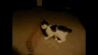Forcing your cat to go to sleep
