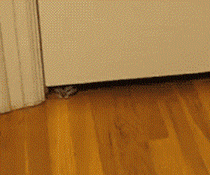 Infinite kittens coming under the door