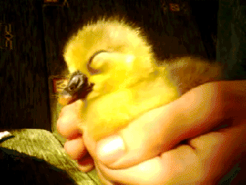I THINK I FOUND A GIF OF A DUCK SNORING!