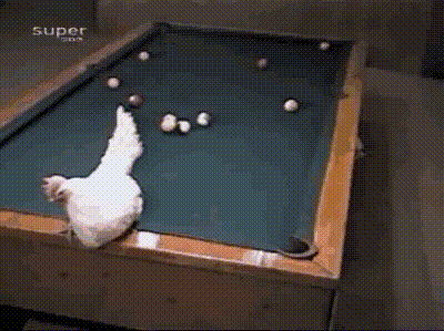 Chickens can be experts at pool too