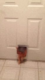 Fat cat squeezes through dog door