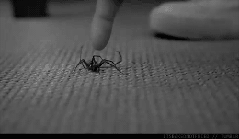 This is why I'm terrified of spiders