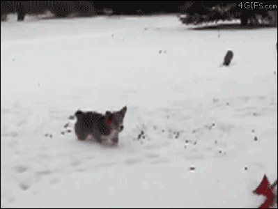 Dog somersault