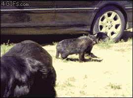 Dogs break up a cat fight