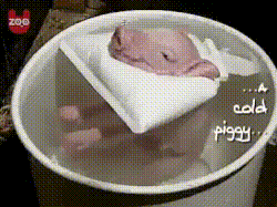 When a piglet is cold, farmers will sometimes immerse them in warm water