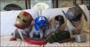 Day 310 of your daily dose of cute: pug-vengers