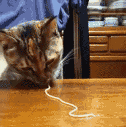 Cat eating spaghetti