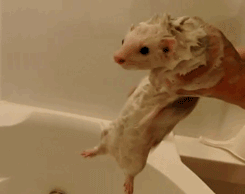 Ferret bath