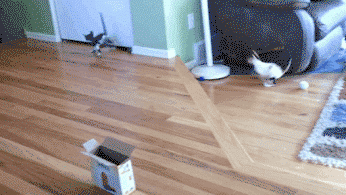 This cat who's gymnastics dreams were just crushed.﻿