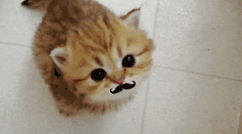 I moustache you a question, or should i shave it for late-purr?