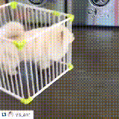 Can't cage the fluff