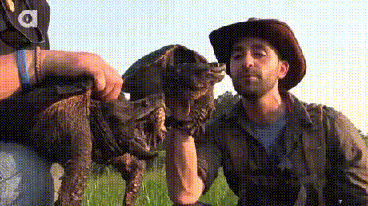 Testing an alligator snapping turtle