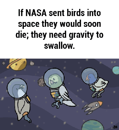 Why can't birds live in space?