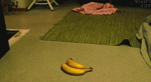 What Is That? Oh No It’s Bananas