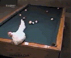 Professional pool chicken