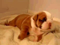 Wrinkly puppy! :D