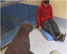 Rescued baby walrus snuggles with her caretaker