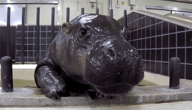 The Internet needs more tiny baby hippos