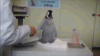 How not to pick up a penguin