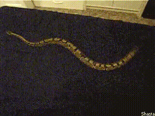 Satin sheets are treadmills for snakes