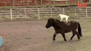 A Jack Russell Terrier riding a miniature horse