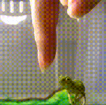 A finger and a baby chameleon