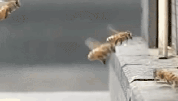 Bees colliding in slow motion