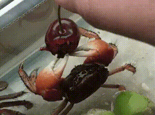 Things are pretty depressing at the moment but at least there's this crab eating a cherry