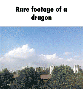 Rare footage of a dragon