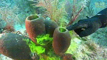Coral releasing florescent stuff