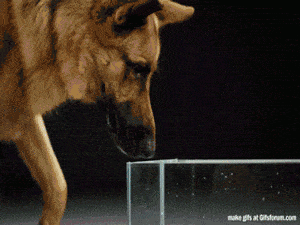 How A Dog Drinks Water