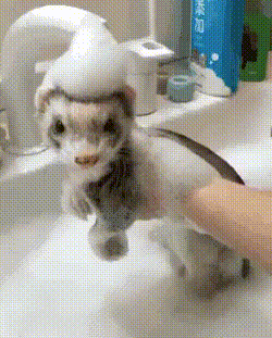 Adorable ferret taking a bath