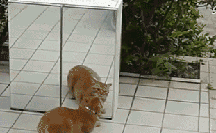 Cat vs mirror