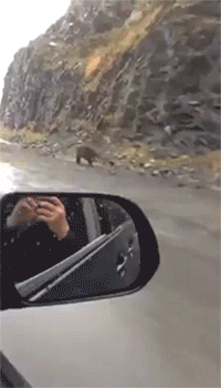 Bear running at full speed