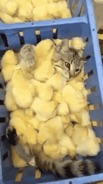 This cat is swimming in a sea of chicks