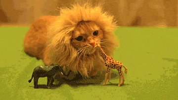 A lion hunting a giraffe