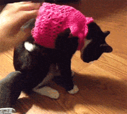 Sweater breaks cat