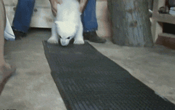 A baby polar bear learns to walk