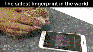 Using your hedgehog to unlock iPhone
