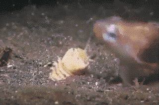 Sea floor creature hunting fish