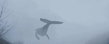 Imagine If sky whales were real! How majestic it would be?