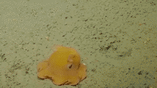 Tiny octopus hiding itself