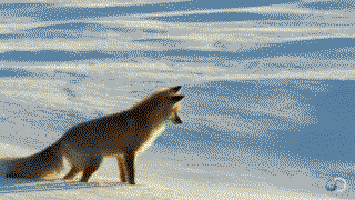 A red fox hunts field mice by listening for the sound of them moving under the snow