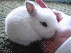Baby bunny wants to hide in the hand
