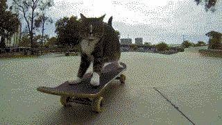 Didga the skateboarding cat